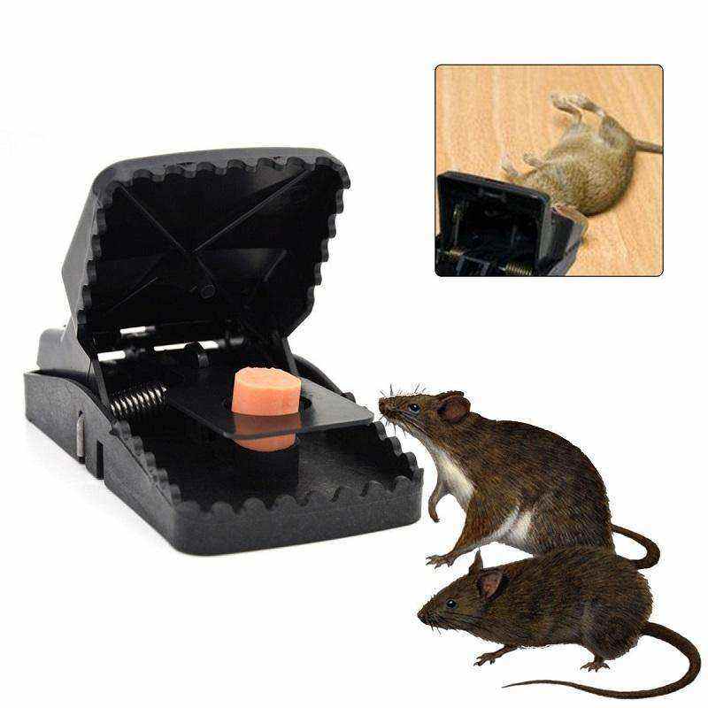 Rat Traps