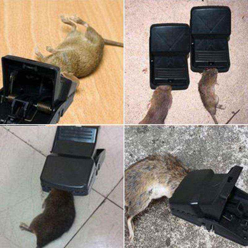 Rat Traps